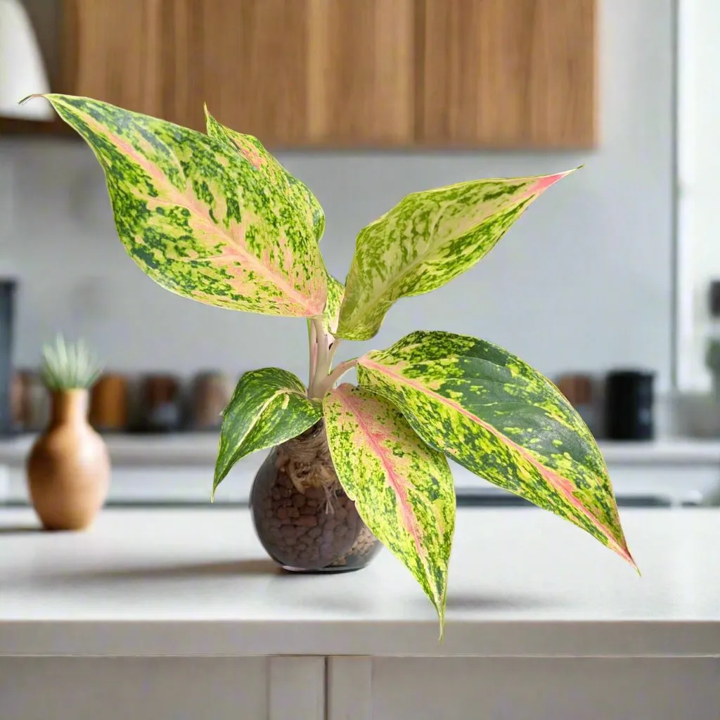 Aglaonema rotundum 'Cleopatra' Terrarium Kit