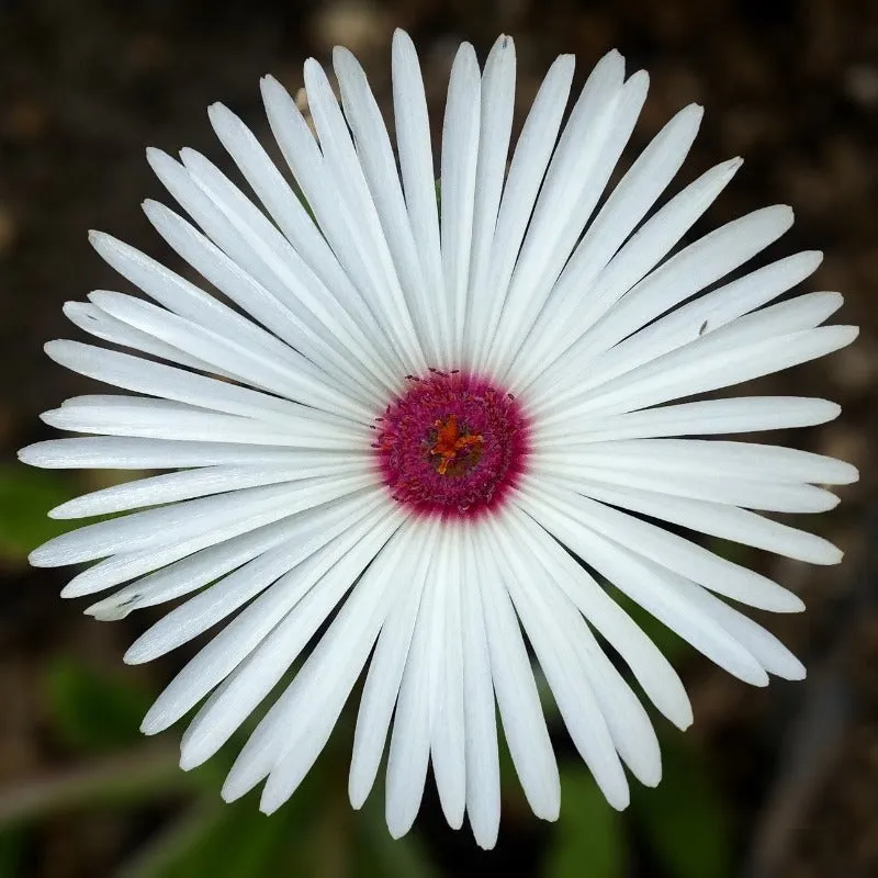 Ice Plant Seeds 400 Livingstone Daisy