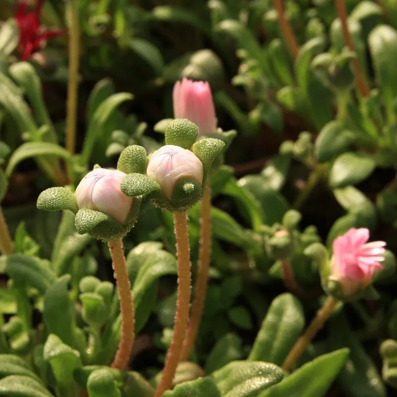 Ice Plant Seeds 400 Livingstone Daisy