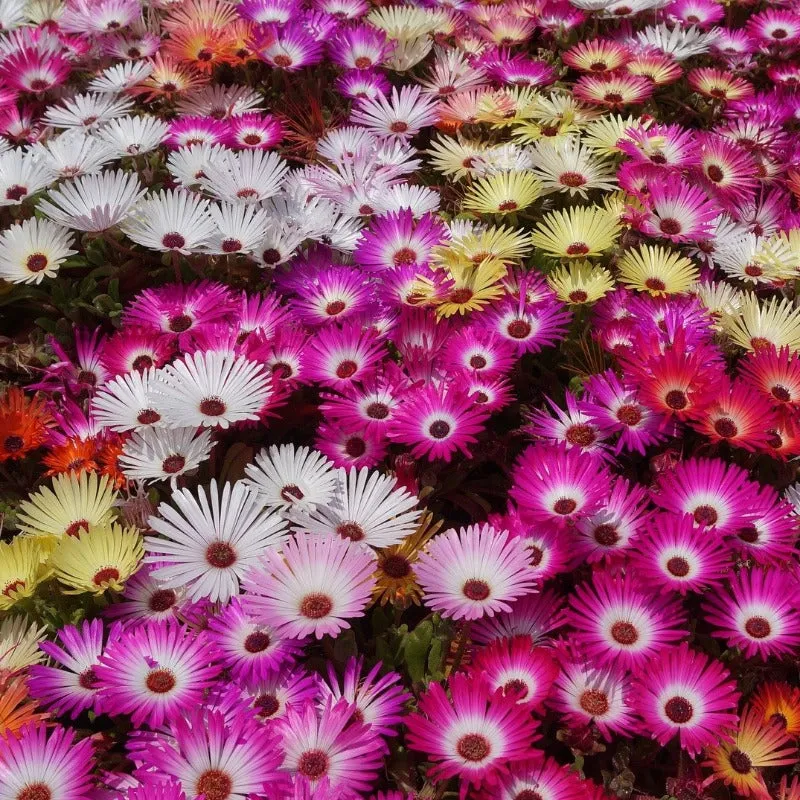 Ice Plant Seeds 400 Livingstone Daisy