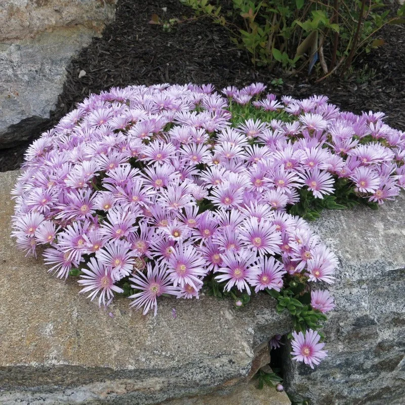 Ice Plant Seeds 400 Livingstone Daisy