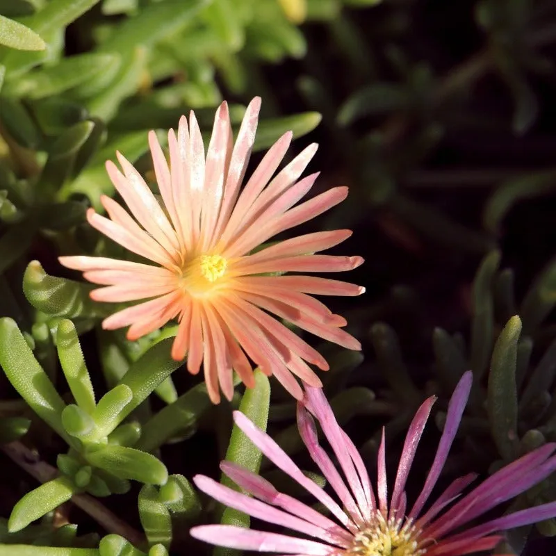 Ice Plant Seeds 400 Livingstone Daisy