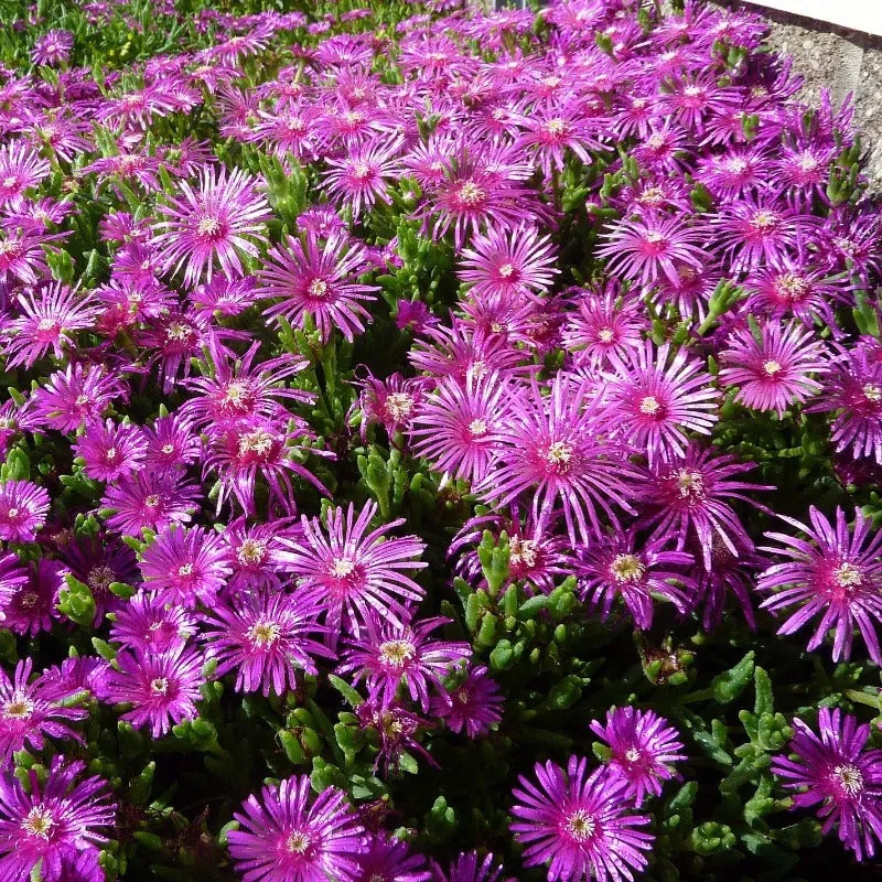 Ice Plant Seeds 400 Livingstone Daisy