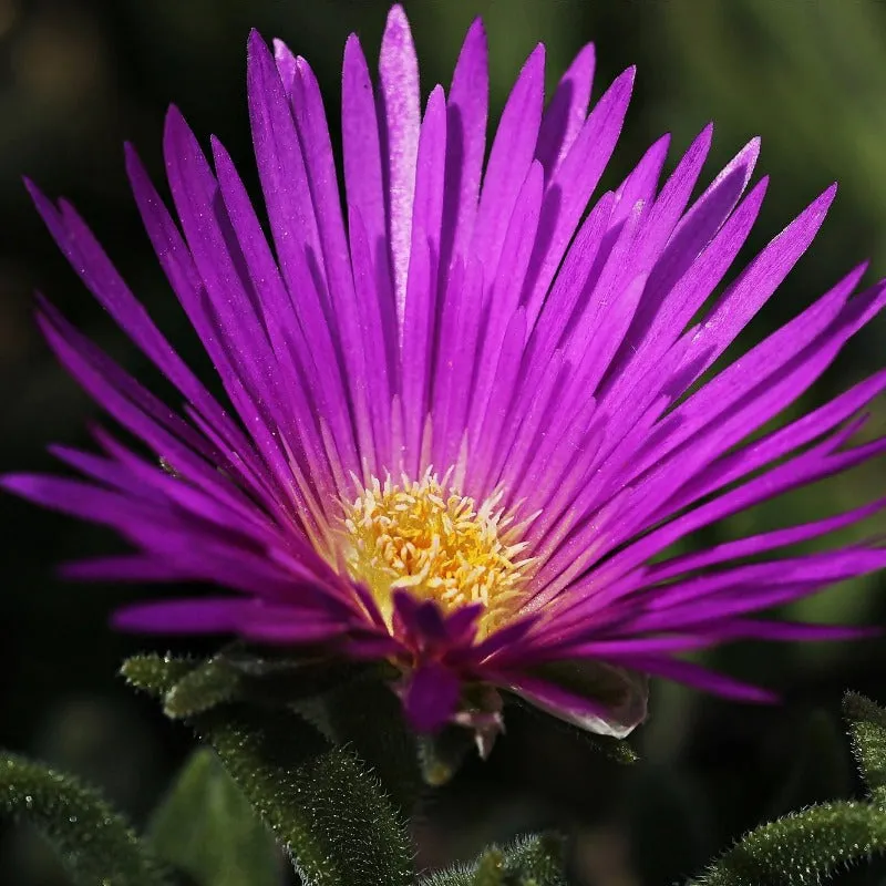 Ice Plant Seeds 400 Livingstone Daisy