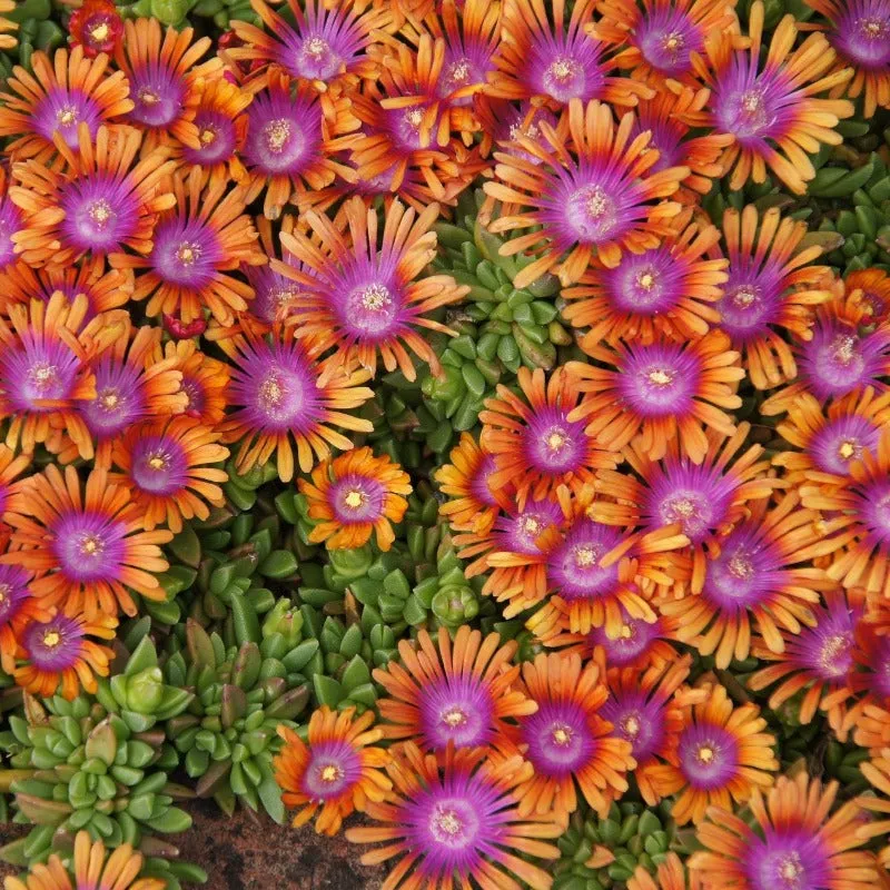 Ice Plant Seeds 400 Livingstone Daisy