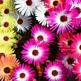 Ice Plant Seeds 400 Livingstone Daisy