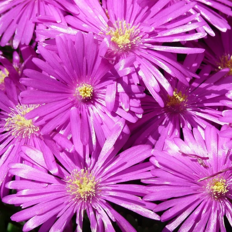 Ice Plant Seeds 400 Livingstone Daisy