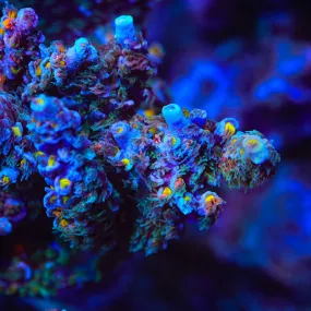 TSA Birdman Tenuis Acropora Coral