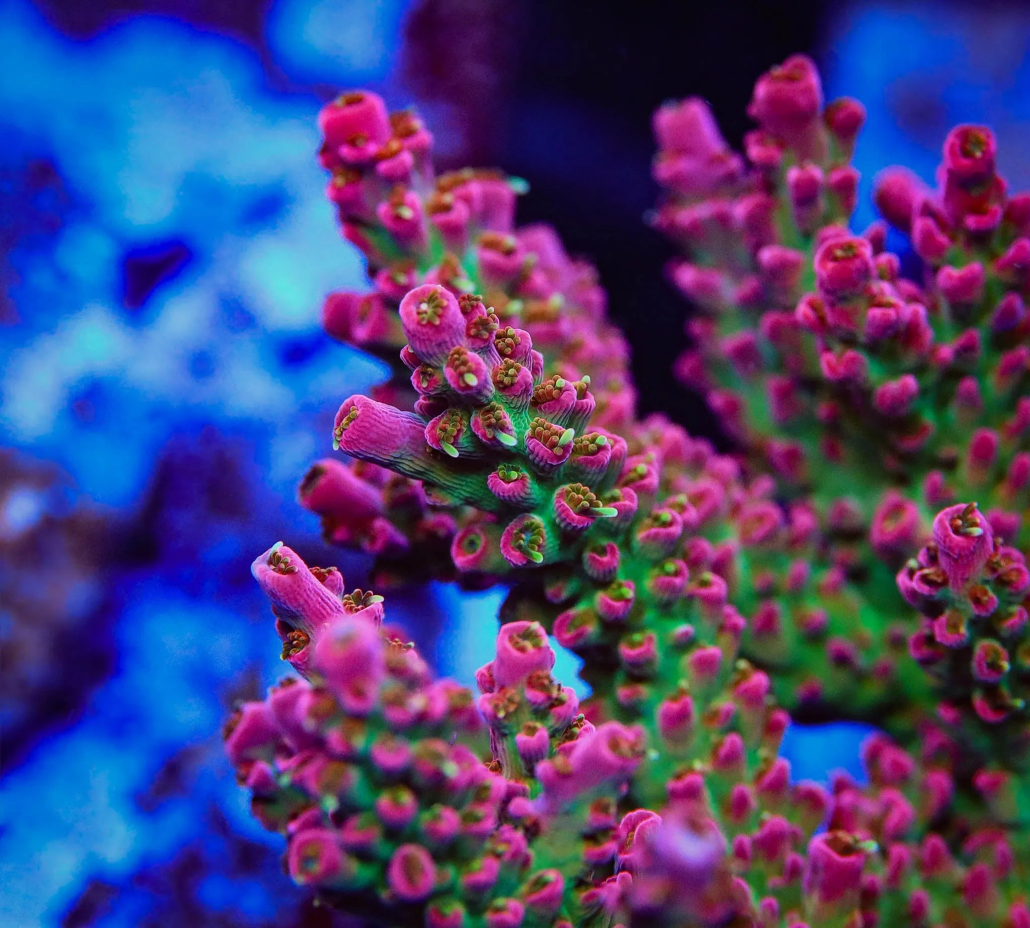 Vivid's Confetti Acropora Coral