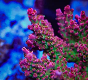 Vivid's Confetti Acropora Coral